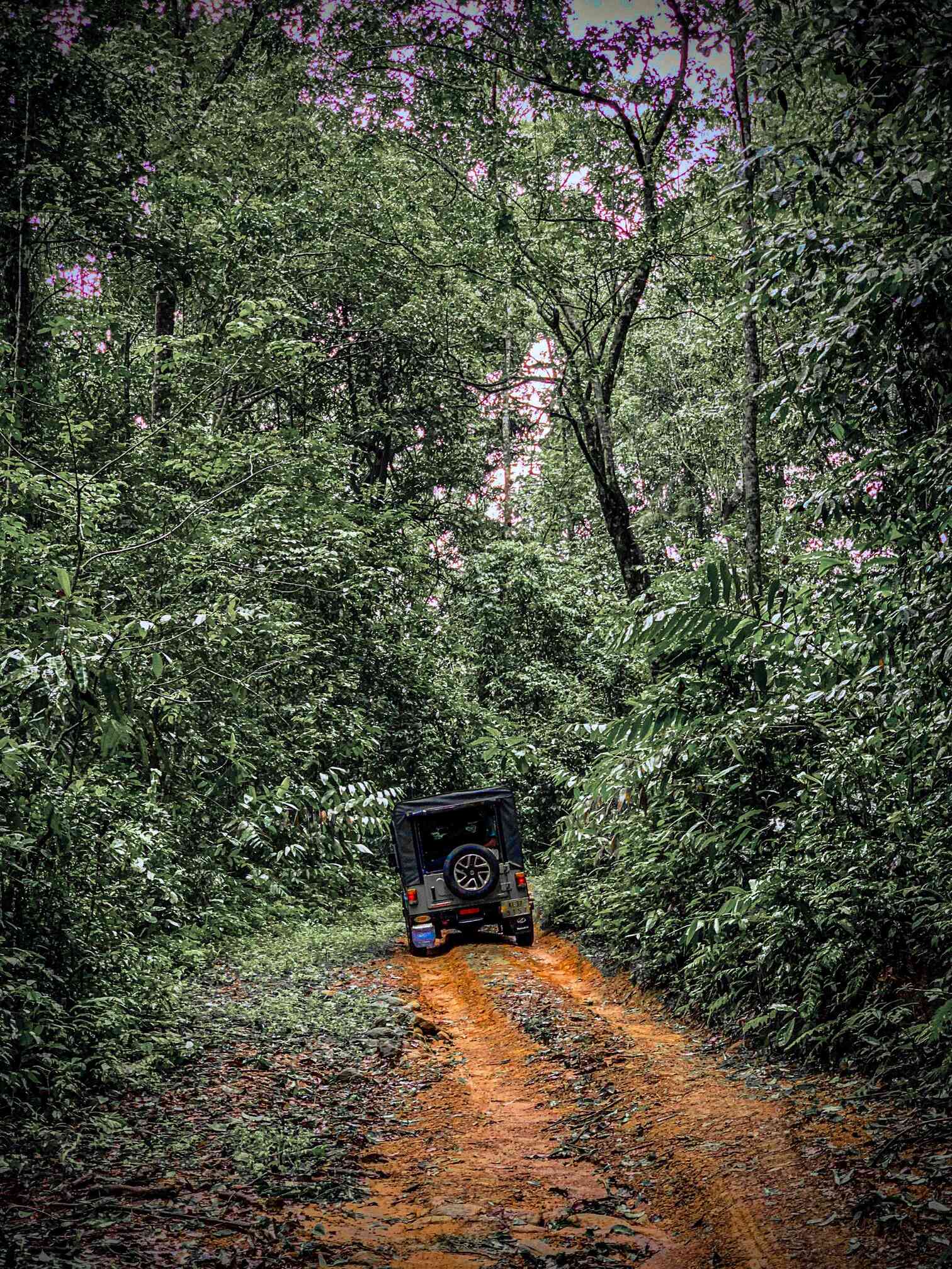 jeep_forest