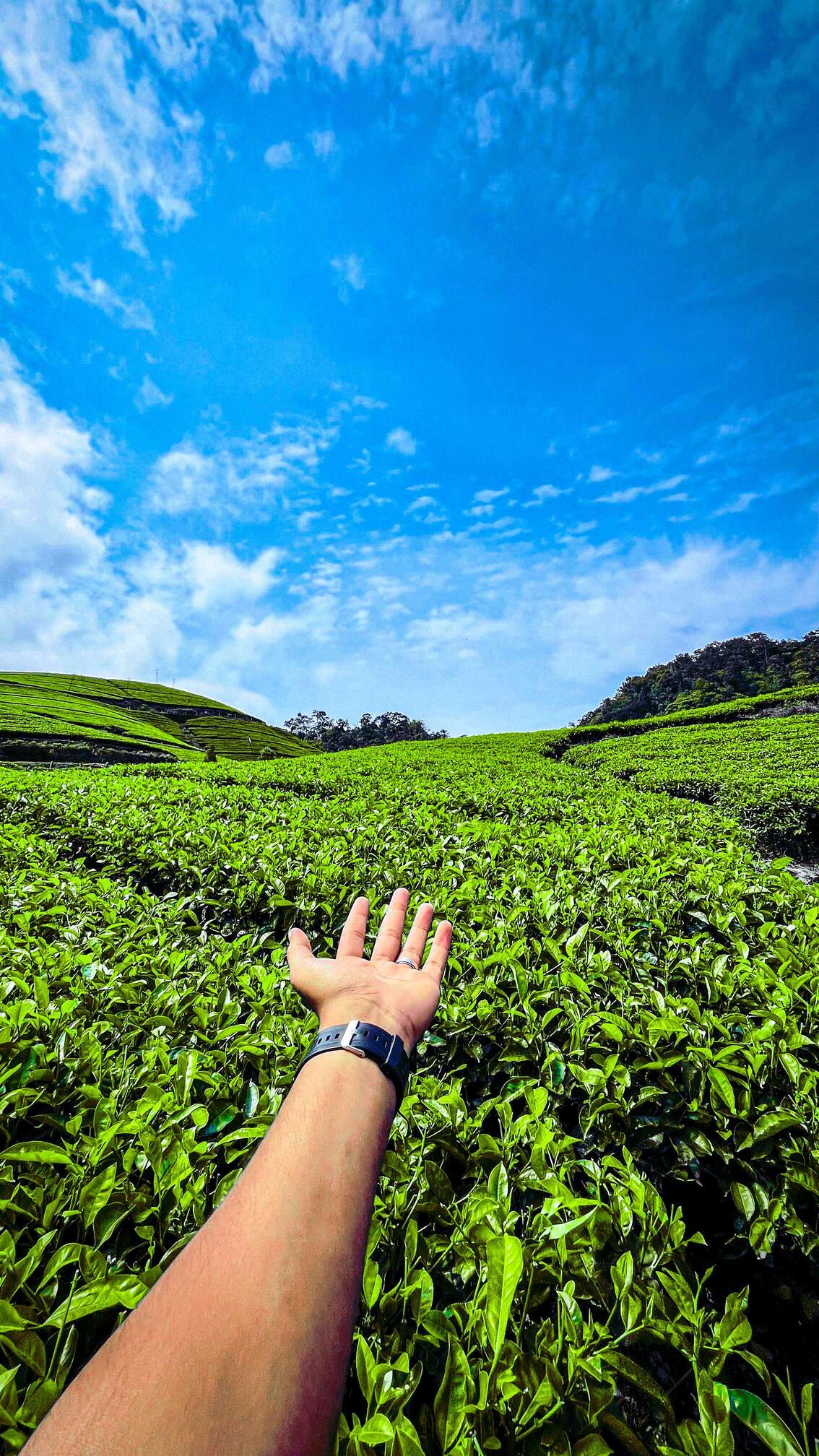 tea_munnar